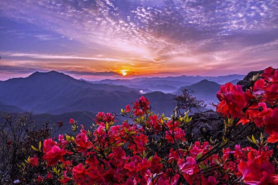 一军百将，一树千秋